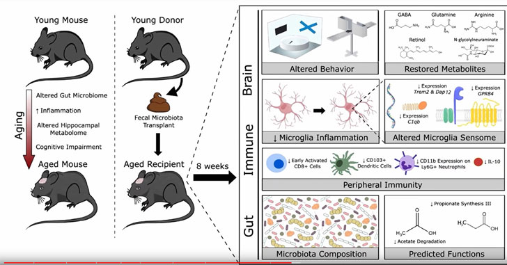anti-ageing treatment in mice